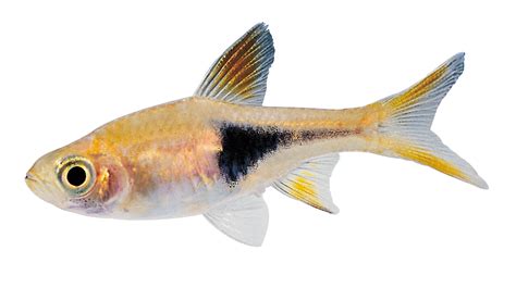 small transparent fish.
